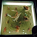 19好多種類的螃蟹^^.JPG