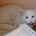 01躲在倉庫卷宗內的漂亮大白貓^^~雙眼顏色不同呢.jpg