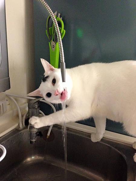 貓咪生食-喝水量-汪喵星球