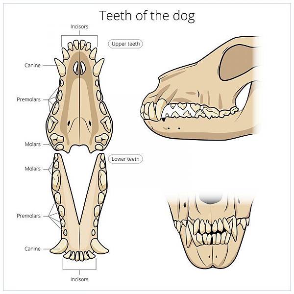 bigstock-Veterinary-vector-illustration-107342291-768x768.jpg