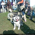 超大哈士奇Big Huskies