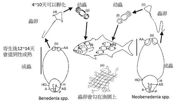 貝尼登吸蟲感染 專業版 塔魚手札 痞客邦 貝尼登吸蟲感染 專業版 塔魚手札 痞客邦