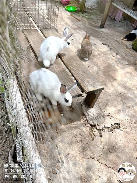 娜莎家的斜槓育兒研究室_旅遊踏青_桃園親子景點》富田香草休閒農場~羊駝、馬、驢子、羊、兔子、天竺鼠、雞、火雞、鴨、鵝~富田香草休閒農場,親子農場,動物農場,動物,親子動物,親子景點,動物景點,桃園,大溪,大溪農場,桃園親子景點,桃園動物農場,大溪動物農場,大溪親子景點,富田農場,羊駝,馬,羊,驢子,小動物21.jpg