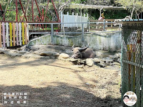 娜莎家的斜槓育兒研究室_旅遊踏青_桃園親子景點》富田香草休閒農場~羊駝、馬、驢子、羊、兔子、天竺鼠、雞、火雞、鴨、鵝~富田香草休閒農場,親子農場,動物農場,動物,親子動物,親子景點,動物景點,桃園,大溪,大溪農場,桃園親子景點,桃園動物農場,大溪動物農場,大溪親子景點,富田農場,羊駝,馬,羊,驢子,小動物36.jpg