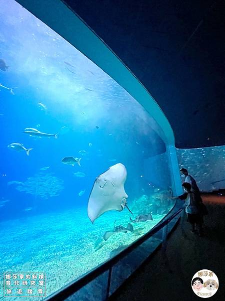 娜莎家的斜槓育兒研究室_旅遊踏青_屏東親子旅遊》國立海洋生物博物館-來看好多魚、魟魚、鯊魚、海豹、企鵝、還有好多的海洋動物~國立海洋生物博物館,海生館,屏東,屏東海生館,博物館,企鵝,魚,海豹,水母,魟魚,鯊魚,免費停車,屏東海生,旅遊,觀光,親子室內景點,親子旅遊,雨備方案,親子55.jpg