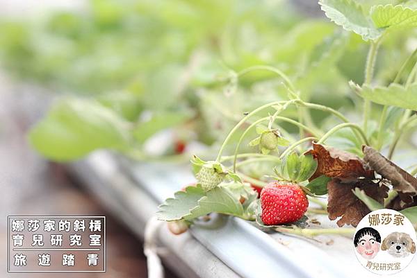 娜莎家的斜槓育兒研究室_旅遊踏青_桃園採果農場》323溫室精緻農場~免門票採草莓、無花果、番茄~津323溫室精緻農場,桃園市,草莓,採草莓,無花果,採無花果,番茄,採番茄,桃園採果,採果,大溪,北部採果,大溪採果,桃源採草莓,大溪採草莓,溫室,溫室草莓,溫室番茄,溫室採果,親子旅遊,親子採果71.jpg