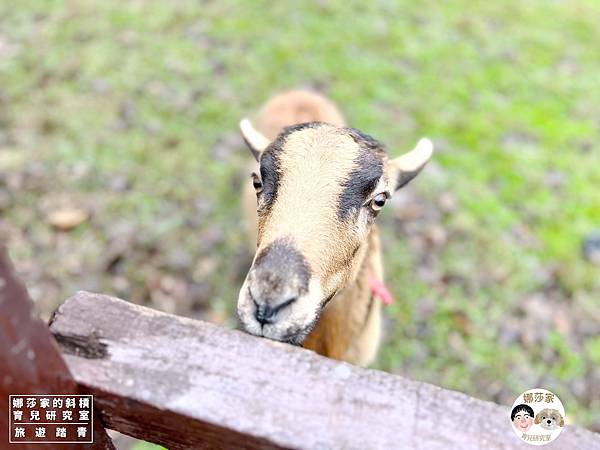 娜莎家的斜槓育兒研究室_旅遊踏青_桃園親子旅遊》埔心牧場~擠牛奶、餵動物、羊駝、袋鼠、烤肉、野餐~埔心牧場,埔心,牧場,農場,桃園旅遊,桃園,楊梅旅遊,親子旅遊,寵物友善,牛奶,牛,羊,親子農場,親子寵物,親子牧場,親子農場,露營,爬蟲,門票,動物78.jpg