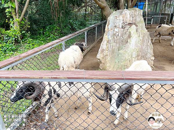 娜莎家的斜槓育兒研究室_旅遊踏青_桃園親子旅遊》埔心牧場~擠牛奶、餵動物、羊駝、袋鼠、烤肉、野餐~埔心牧場,埔心,牧場,農場,桃園旅遊,桃園,楊梅旅遊,親子旅遊,寵物友善,牛奶,牛,羊,親子農場,親子寵物,親子牧場,親子農場,露營,爬蟲,門票,動物87.jpg