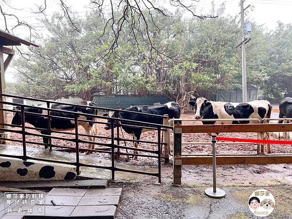 娜莎家的斜槓育兒研究室_旅遊踏青_桃園親子旅遊》埔心牧場~擠牛奶、餵動物、羊駝、袋鼠、烤肉、野餐~埔心牧場,埔心,牧場,農場,桃園旅遊,桃園,楊梅旅遊,親子旅遊,寵物友善,牛奶,牛,羊,親子農場,親子寵物,親子牧場,親子農場,露營,爬蟲,門票,動物107.jpg