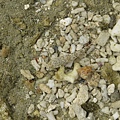 IMG_4090.JPG
