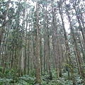 013 東眼山.JPG