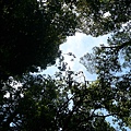森林中的天空2.JPG