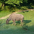 石梯嶺至頂山之間-水牛獨照1.JPG