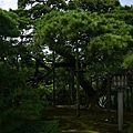 02兼六園唐崎松.JPG