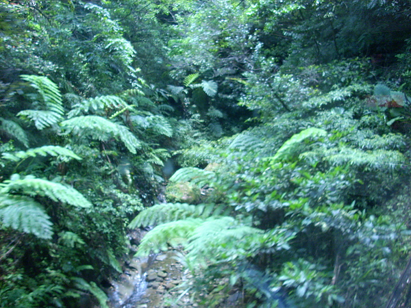 平溪線沿路景色_6.JPG