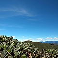 山杜鵑~可惜花期已過!