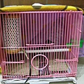 小鳥的新家