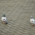 在醫學院前悠閒散步的鴿子