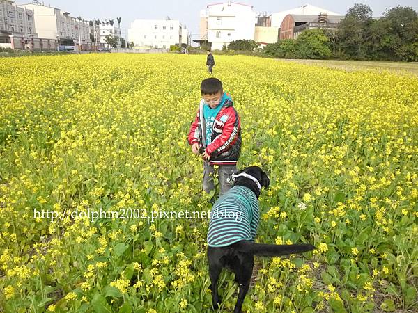 2013/12/28-鄉間花田