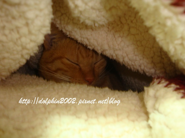 2011/01/16-天冷 小妞在毯子裡窩了一天