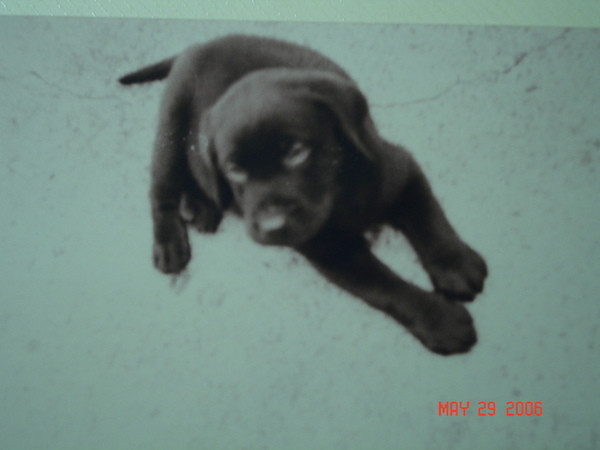 太極狗狗2個多月大