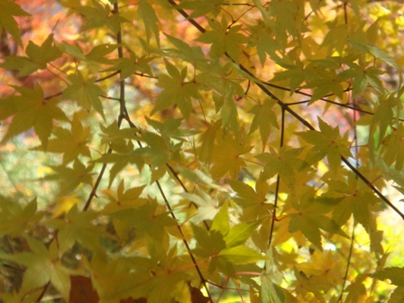 11/28-瑞寶寺公園的楓紅