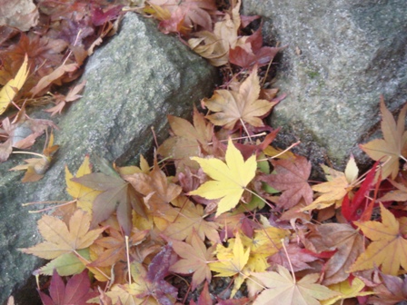 11/28-瑞寶寺公園的楓紅