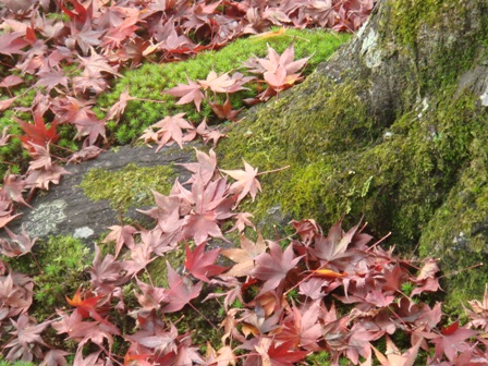 11/29-金閣寺滿地楓紅