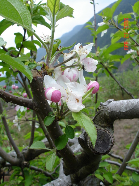 蘋果花