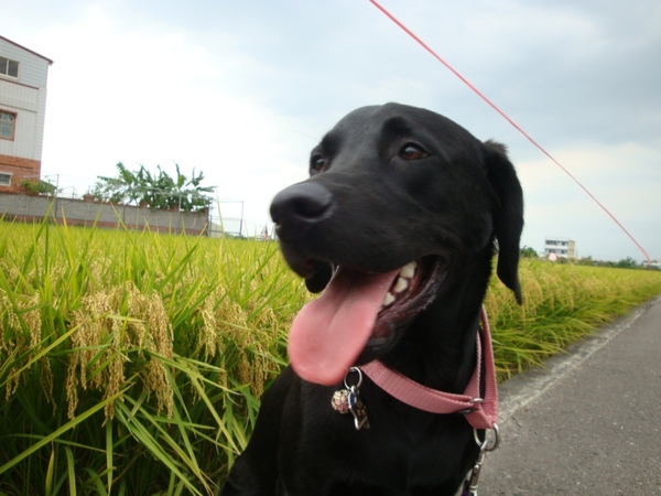 06/20~颱風前夕的稻香