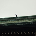 廟宇跟烏鴉（日本烏鴉真的很多）