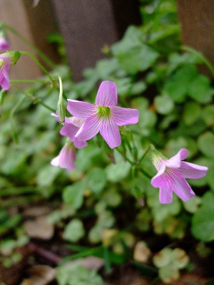 酢醬草(花).JPG