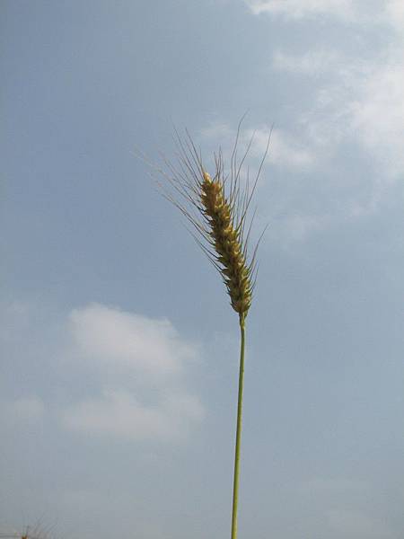 wheat 006