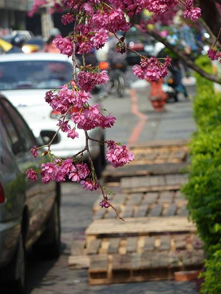 文昌國小櫻花道