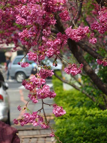 文昌國小櫻花道