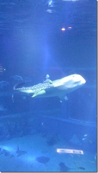 IMG_3524 IMG_3524