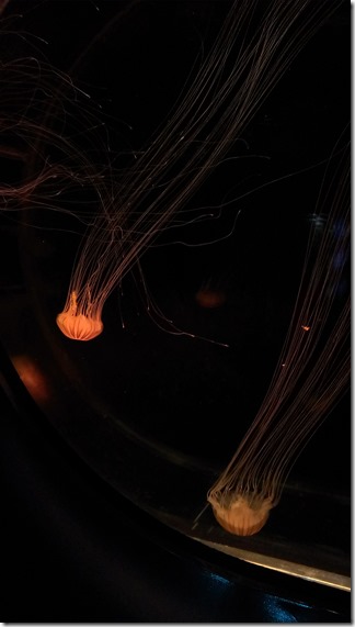 IMG_3526 IMG_3526
