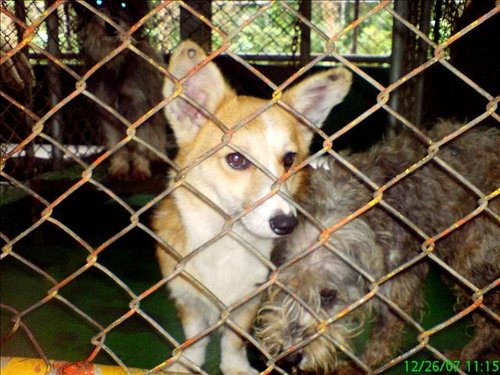 內湖收容所裡的柯基 (1).jpg