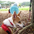 2008大甲農場露營 (19).jpg