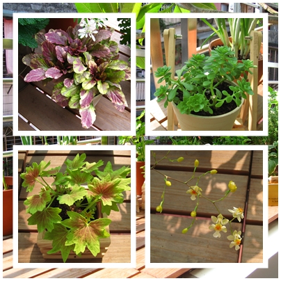 陽台花花草草01.jpg