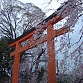 平野鳥居櫻花.JPG