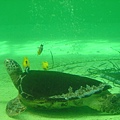 大海龜是海牛的好朋友