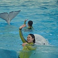 我也想跟海豚游泳