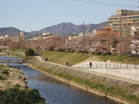 55 鴨川的櫻花漸漸再開了.jpg