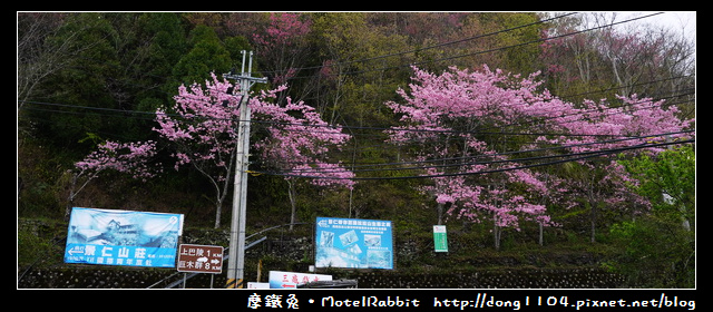 桃園。拉拉山。恩愛農場。三月賞櫻花 桃園。拉拉山。恩愛農場。三月賞櫻花