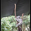 雪梨遊記。KOALA PARK。無尾熊保護區