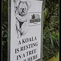 雪梨遊記。KOALA PARK。無尾熊保護區