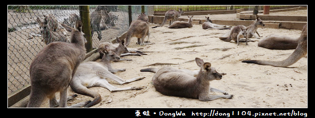 雪梨遊記。KOALA PARK看袋鼠。剪羊毛秀 雪梨遊記。KOALA PARK看袋鼠。剪羊毛秀