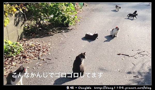 【貓咪日記】日本貓島。宮城縣石卷市田代島