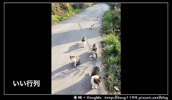 【貓咪日記】日本貓島。宮城縣石卷市田代島